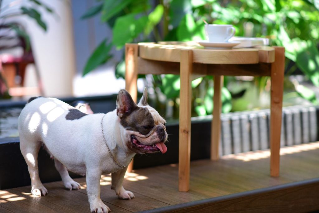Cute French Bulldog standing beside a wooden coffee table outdoors with a coffee cup on top.